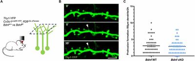 Analysis of microglial BDNF function and expression in the motor cortex